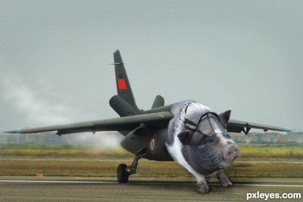 When Pigs Fly