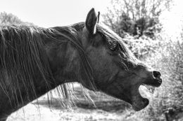 Horse laugh