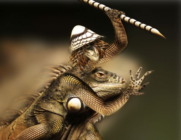 Iguana fighter