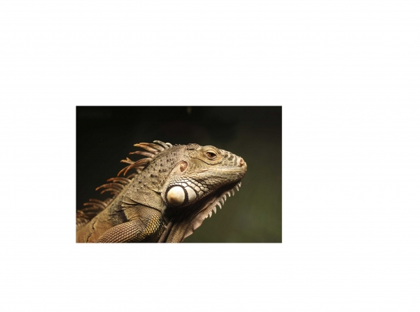 Creation of Space Iguana: Step 1