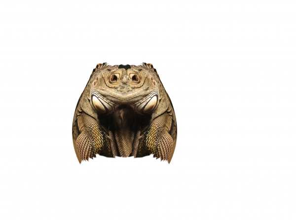 Creation of Space Iguana: Step 2