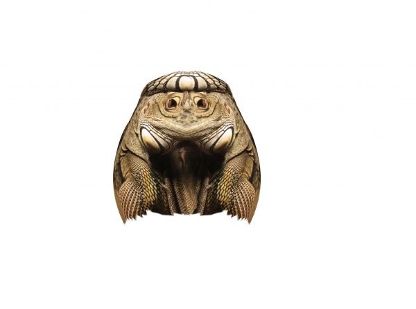 Creation of Space Iguana: Step 3