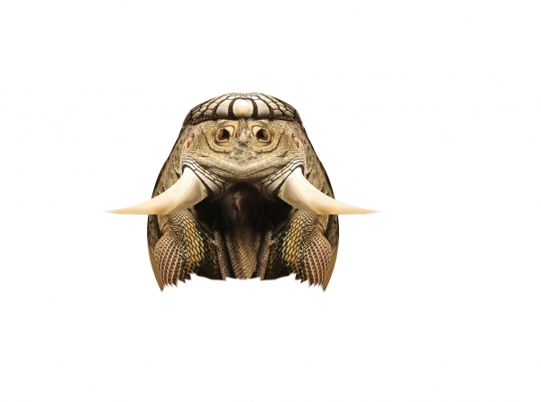 Creation of Space Iguana: Step 4