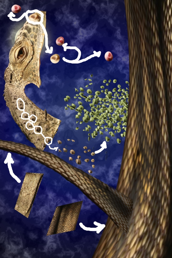 Creation of The unknown bird: Step 2