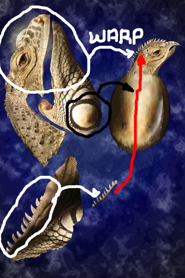 Creation of The unknown bird: Step 3