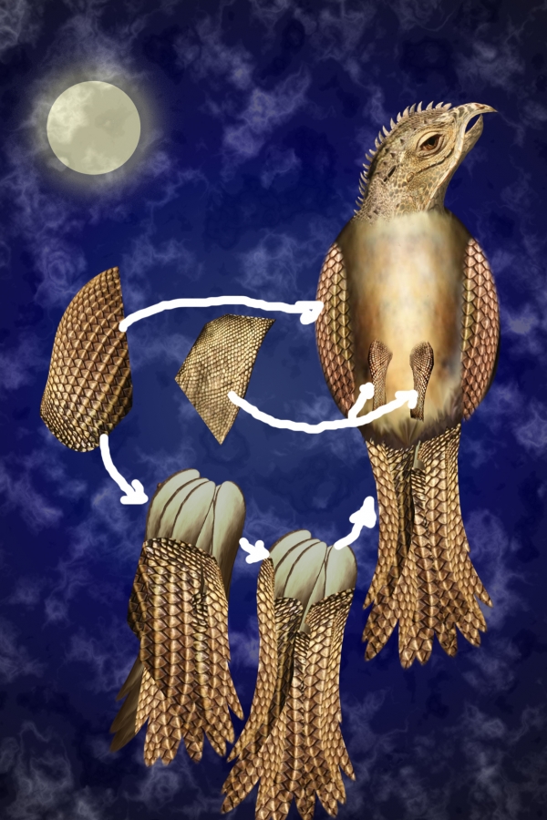 Creation of The unknown bird: Step 4
