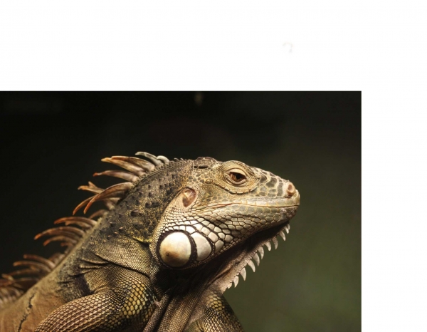 Creation of Iguana fighter: Step 2