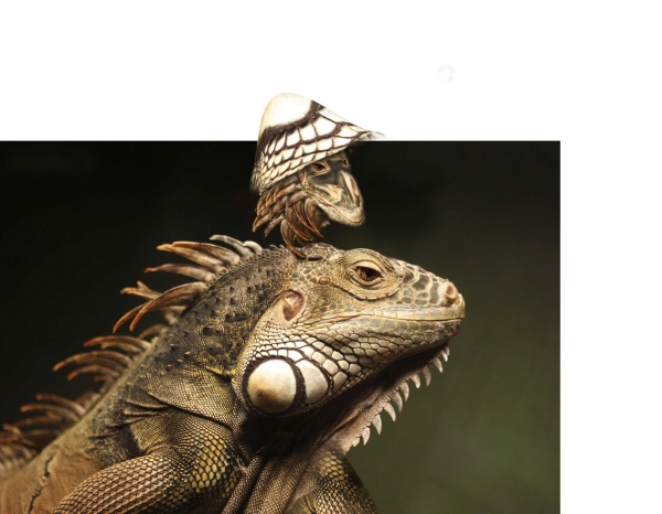Creation of Iguana fighter: Step 4