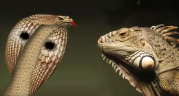 Cobra Vs Iguana... Picture