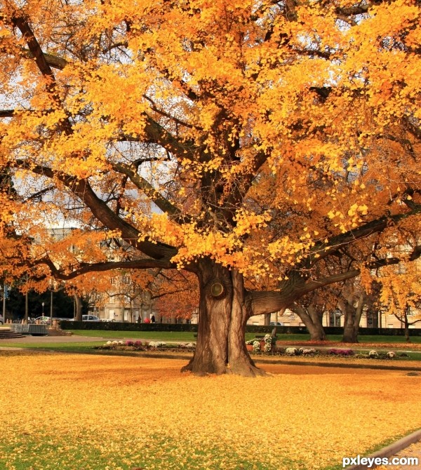 Branching Yellow Tree