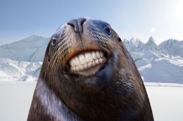 CHEESE Seal
