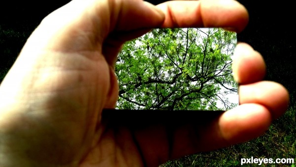 trees in backyard