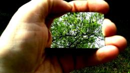 trees in backyard