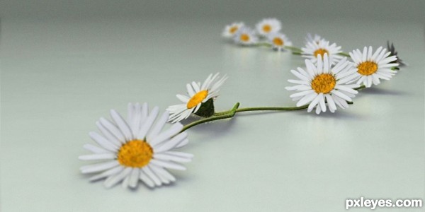 daisy chain