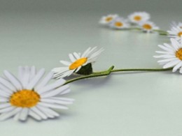 daisy chain Picture