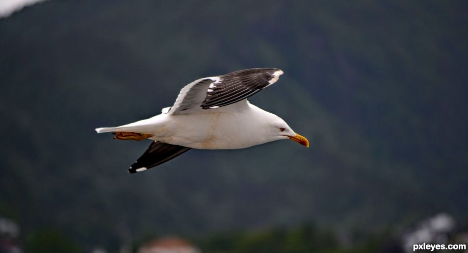 Seagull in Flight