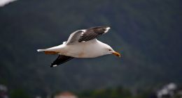 Seagull in Flight