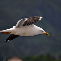 SeagullinFlight