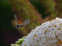 Hummingbird hawk-moth