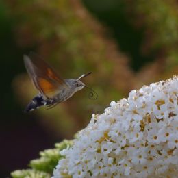 Hummingbirdhawkmoth