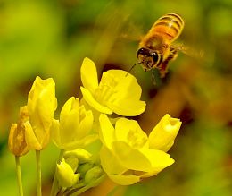 coming in for a flower