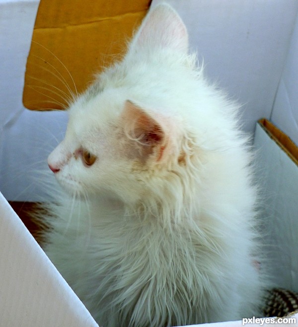 white kitten in the white box