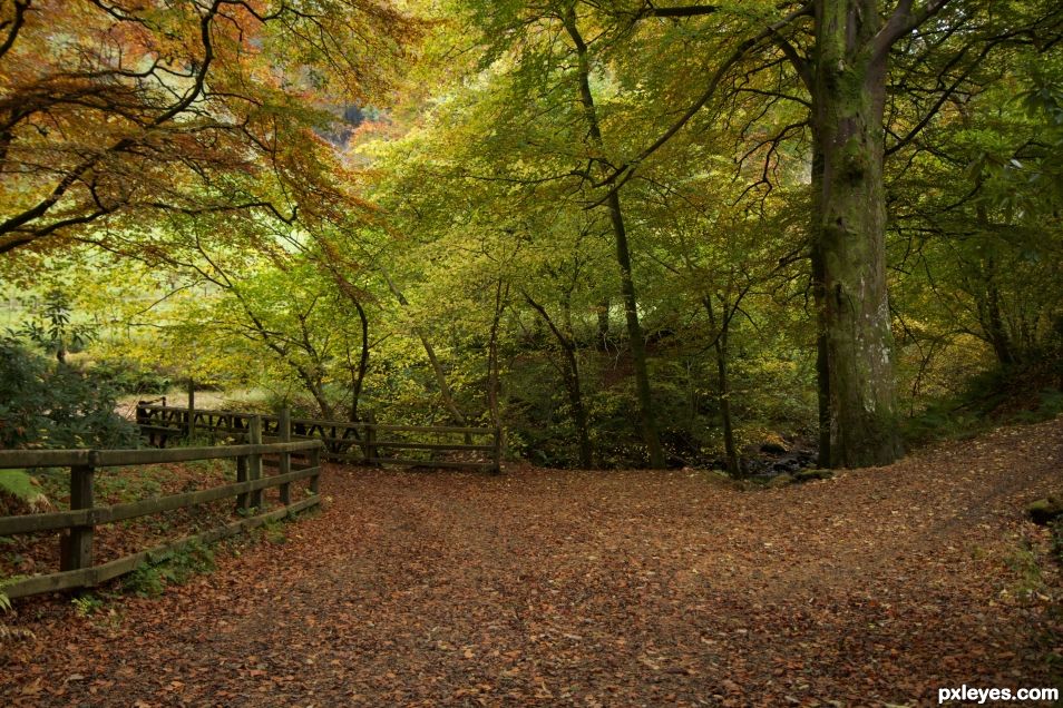 Glenarrif Woods Co Antrim Ireland