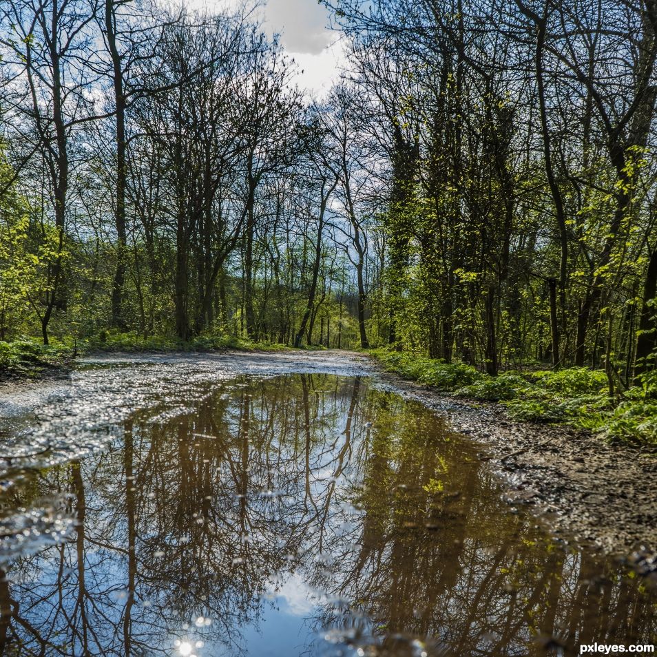 Forest in front of you and in the reflection of the water