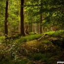 in the forest 2 photography contest