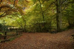 Glenarrif Woods Co Antrim Ireland