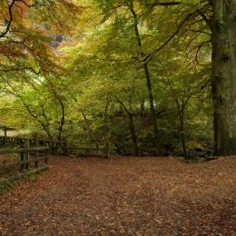 Glenarrif Woods Co Antrim Ireland Picture