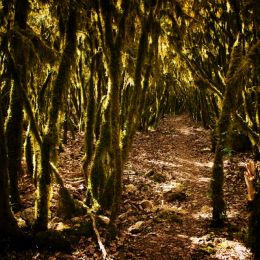 Path