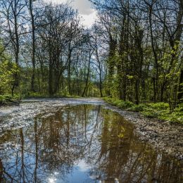 Forest in front of you and in the reflection of the water