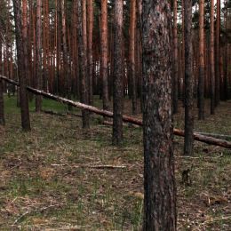 Pineforest