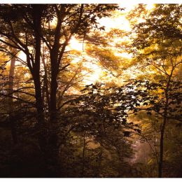 SUNLIGHT IN THE TREES Picture