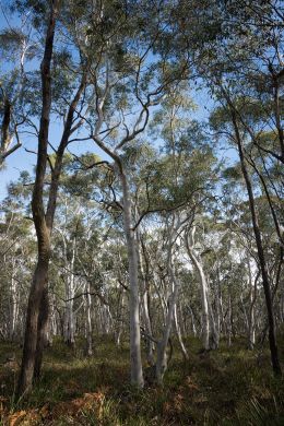 Eucalyptus