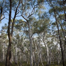 Eucalyptus