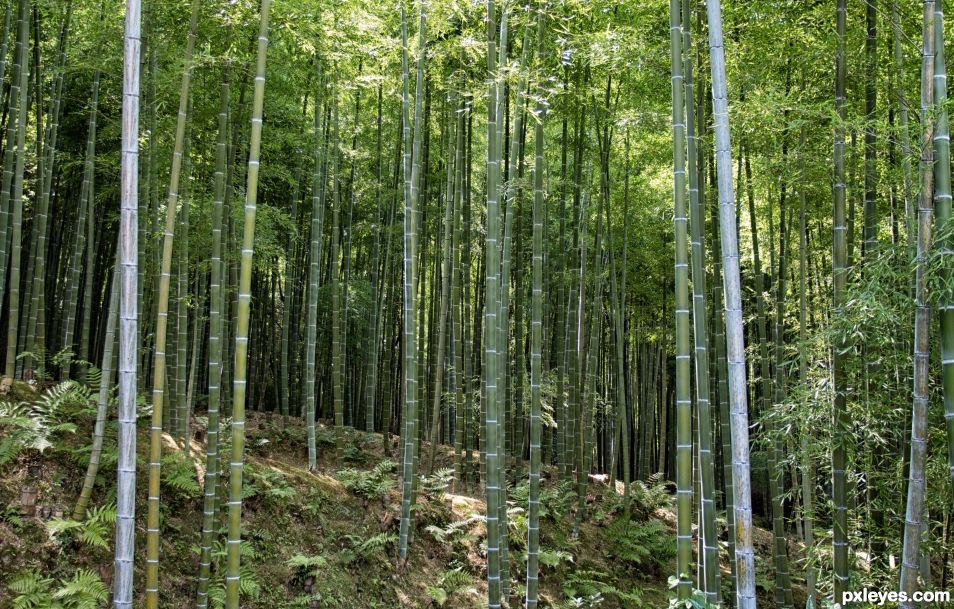 Bamboo forest