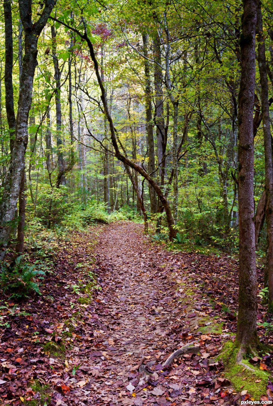 Forgotten trail