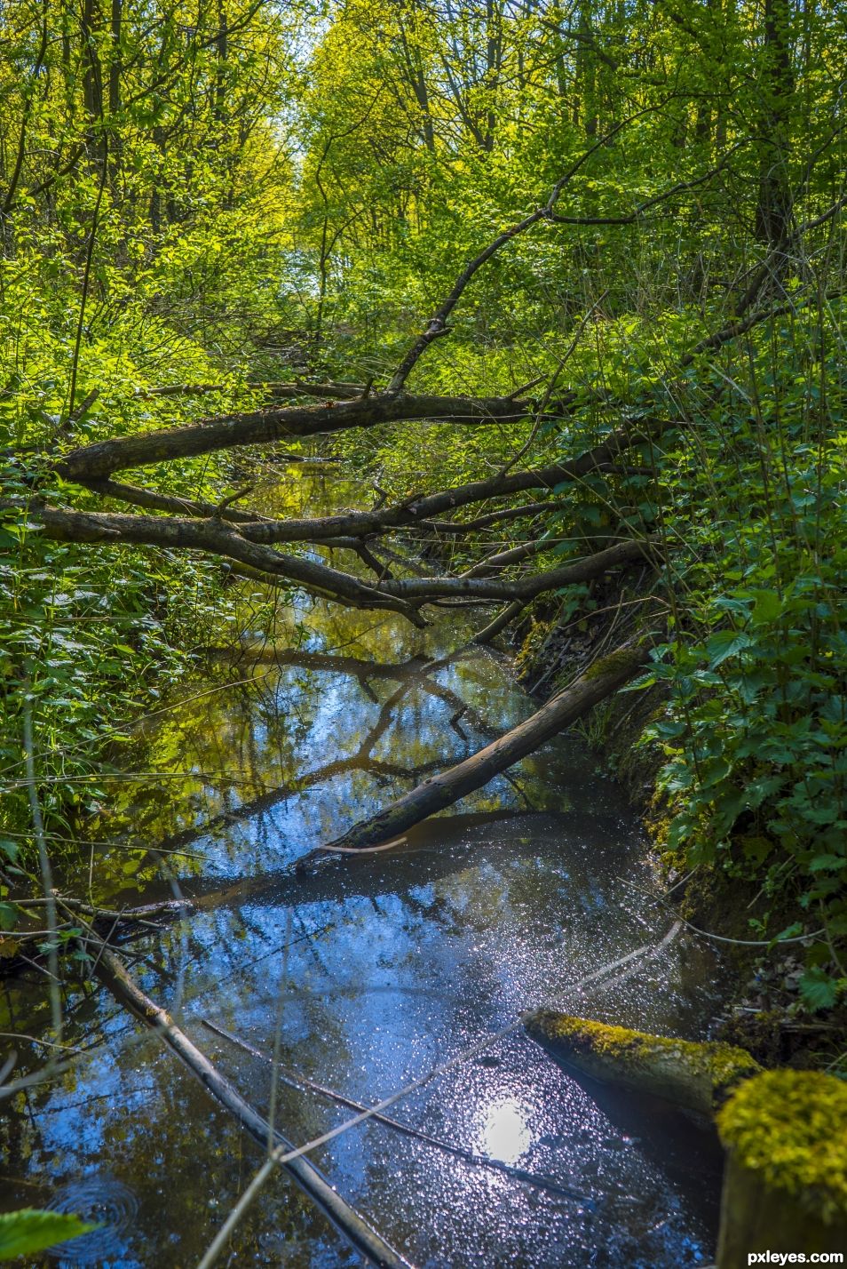 Forest Ditch