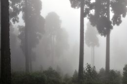  Dusk in the Forest 