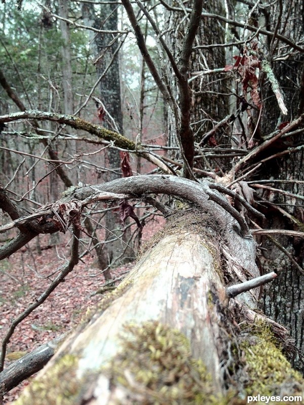 A bridge of limbs