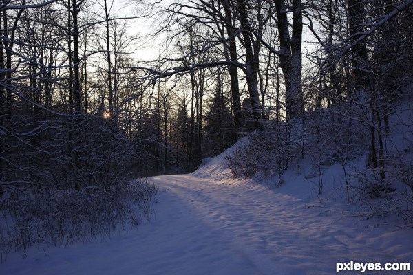 Fuglsang forest winter