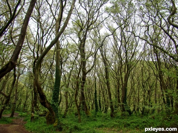 Green forest