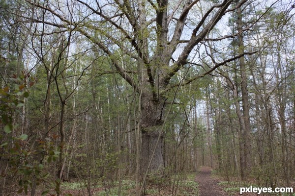 Large tree in the forest