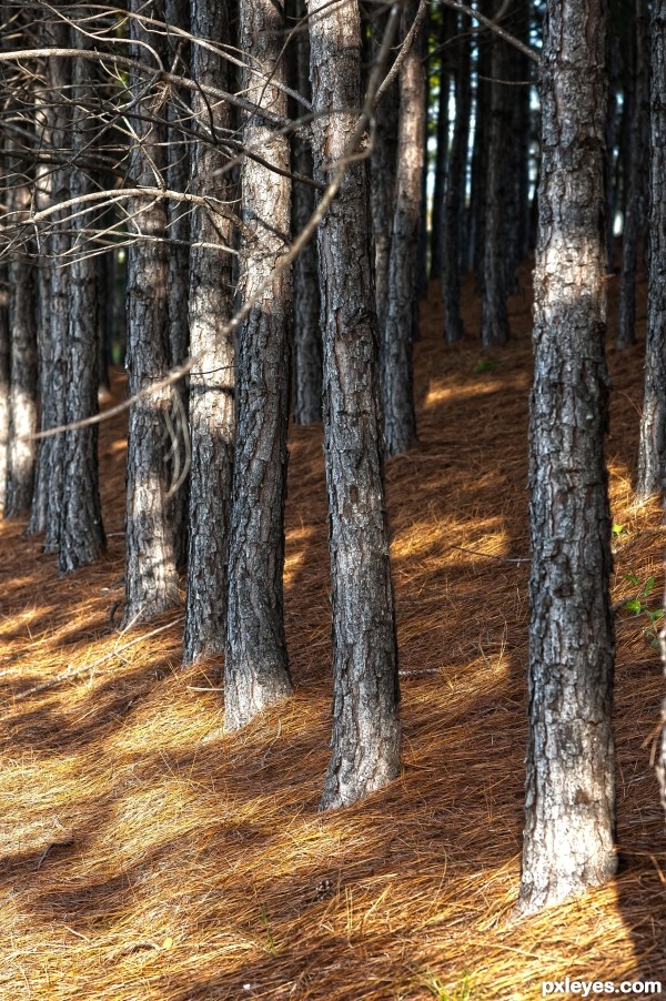 Soil conserving