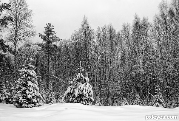 Winter Forest