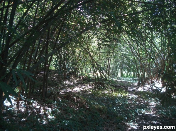 sunlight glittering in jungle