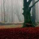 in the forest photography contest