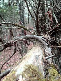 A bridge of limbs